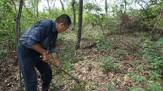 苹果养花小技巧简单版:养花只用“1种土”，不管是扦插、移栽都好成活，懒人适合多屯点