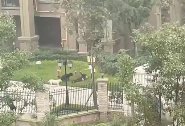 2岁女童被烈犬咬伤后续：家属申请将涉事黑狗安乐死，记者实地探访→
