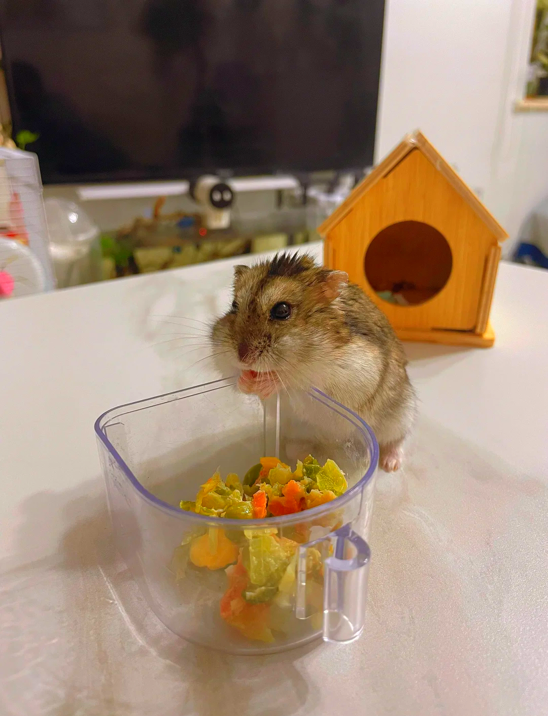 电动仓鼠球手机版下载(仓鼠球2010手机版安卓)