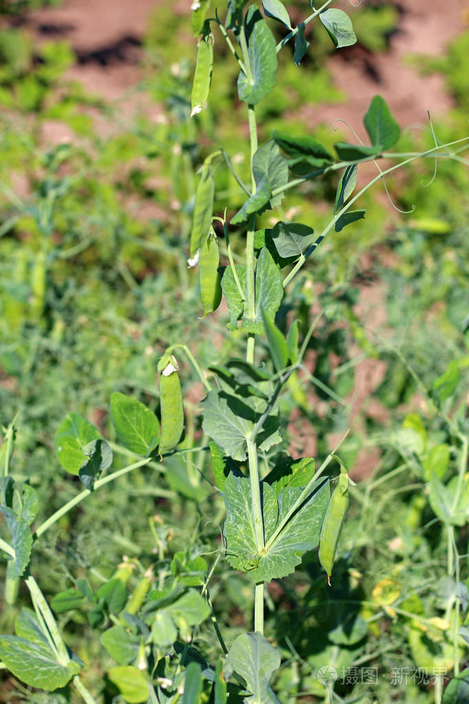 豌豆荚手机版分手(豌豆荚多开分身历史版本)