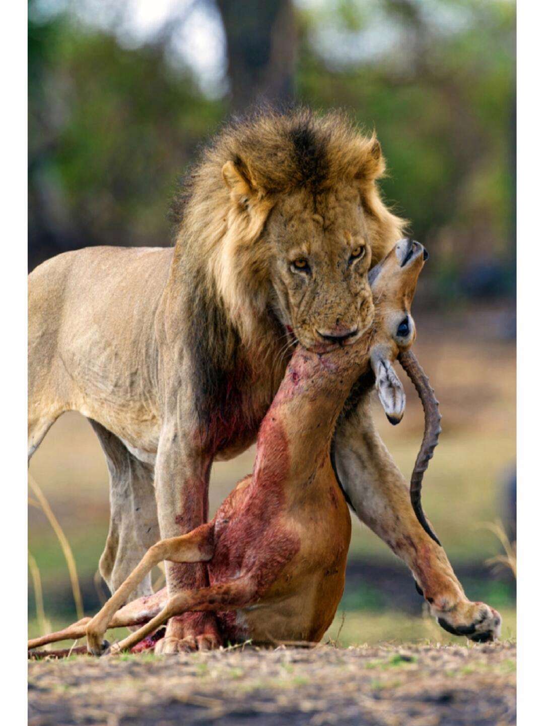 丛林法则手机版官网(丛林法则手机版官网下载)-第1张图片-QuickQ官网