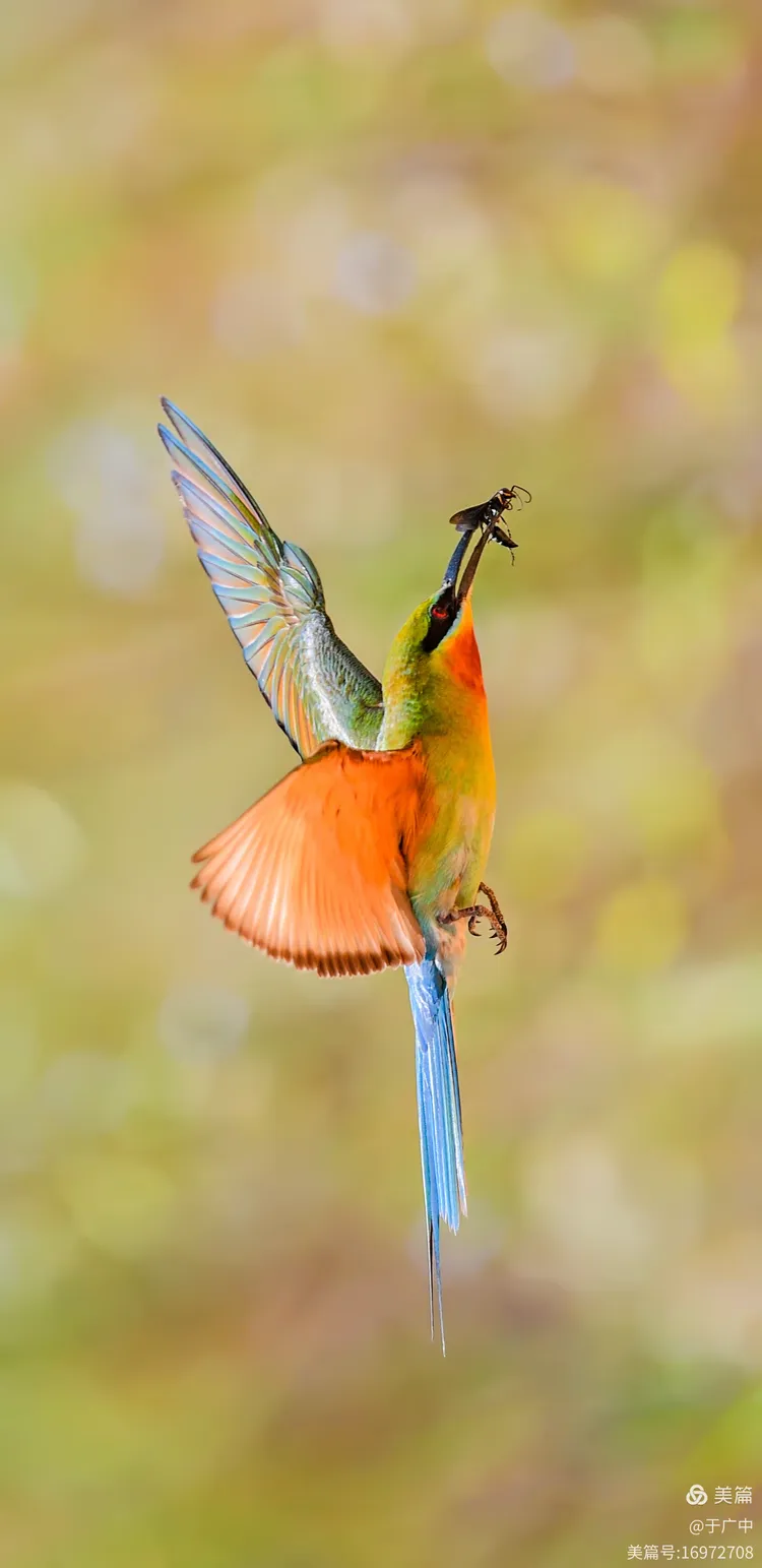 小鸟壁纸手机以前版(小鸟壁纸手机版下载安装到手机)-第1张图片-QuickQ官网