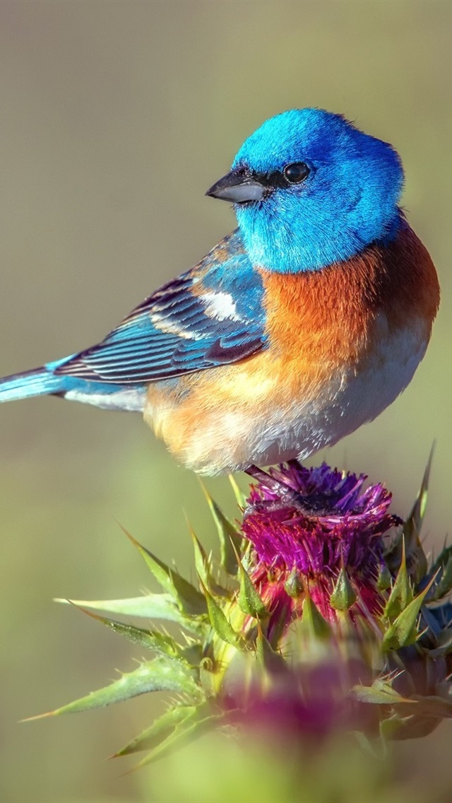 小鸟壁纸手机以前版(小鸟壁纸手机版下载安装到手机)-第5张图片-QuickQ官网